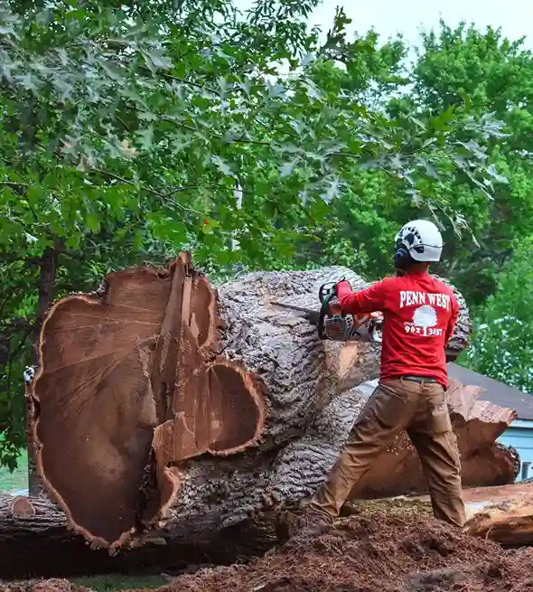 Penn West Tree Service crew member cutting a large fallen oak trunk in Hermitage, PA