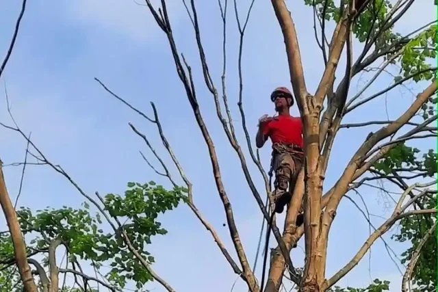 Penn West climber pruning limbs high in a tree in Mercer County, PA
